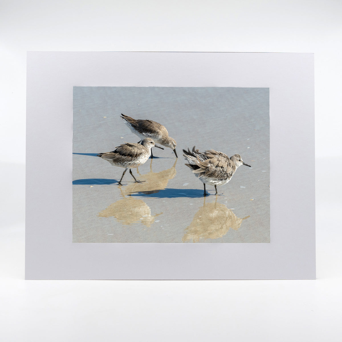 Semipalmated Sandpipers Gifts – Mike Ring Photography