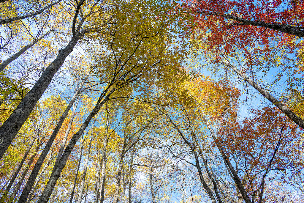 Smoky Mountains Fall 3