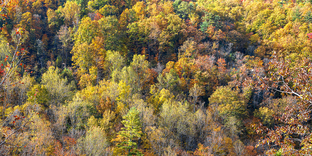 Smoky Mountains Fall 4