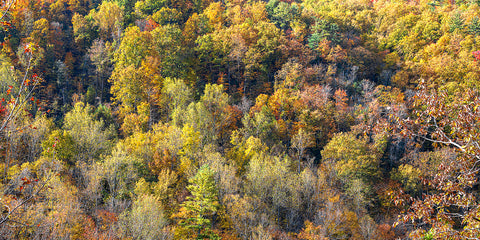 Smoky Mountains Fall 4