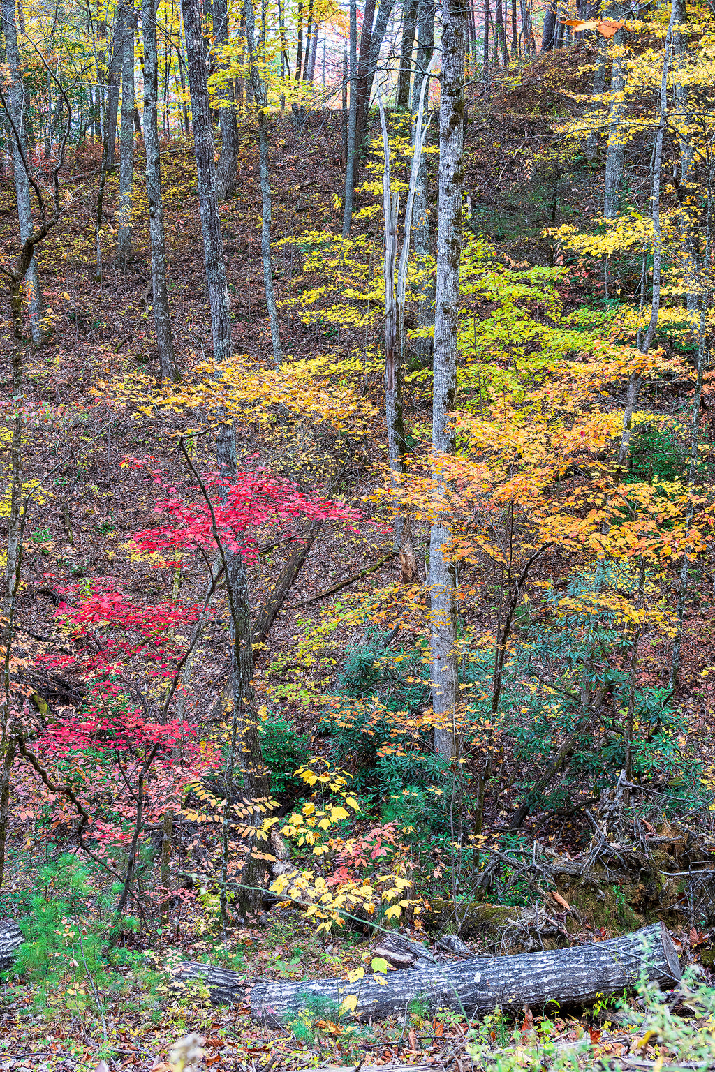 Smoky Mountains Fall