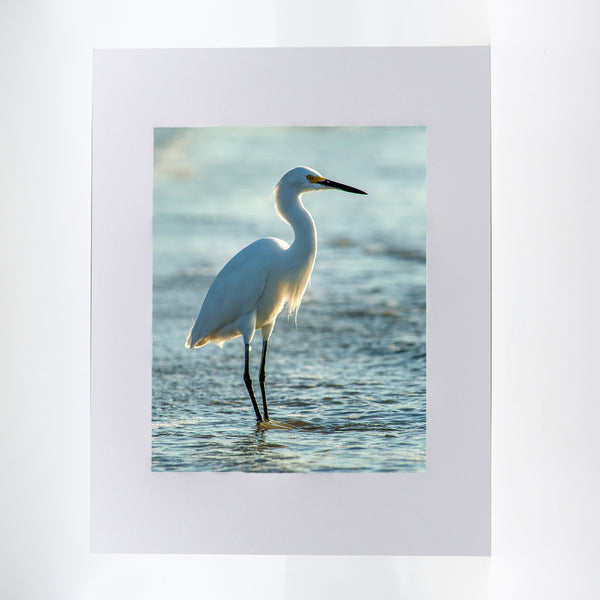 Snowy Egret 2 Gifts