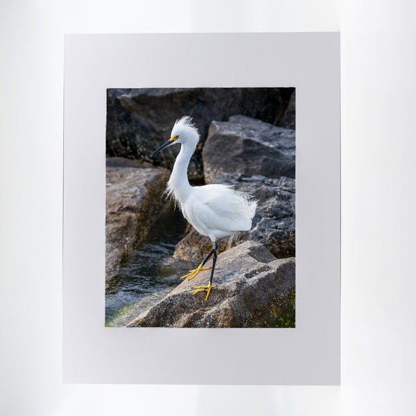 Snowy Egret 3 Gifts