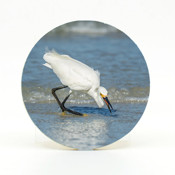 Snowy Egret 6 Gifts