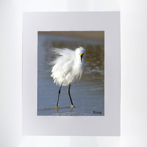Snowy Egret on the beach photography artwork