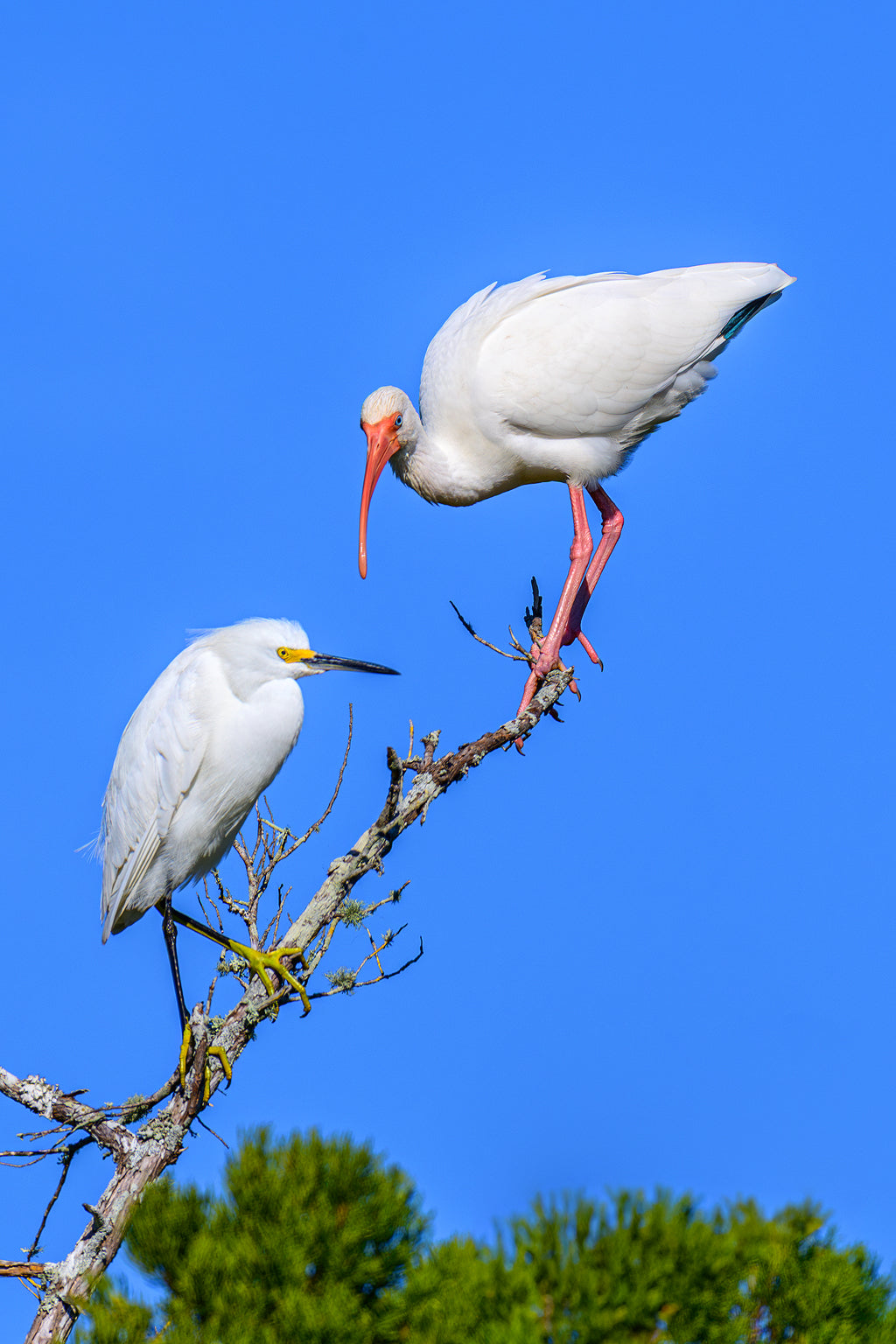 Snowy Egret and White Ibis