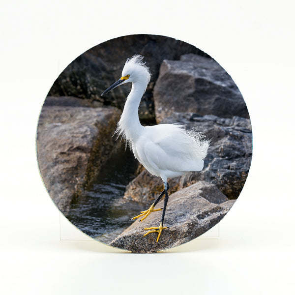 Snowy Egret 3 Gifts