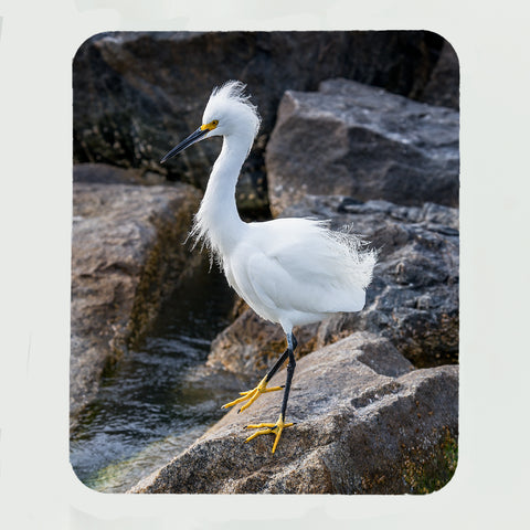 Snowy Egret 3 Gifts