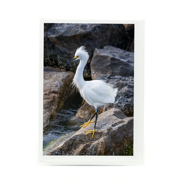 Snowy Egret 3 Gifts