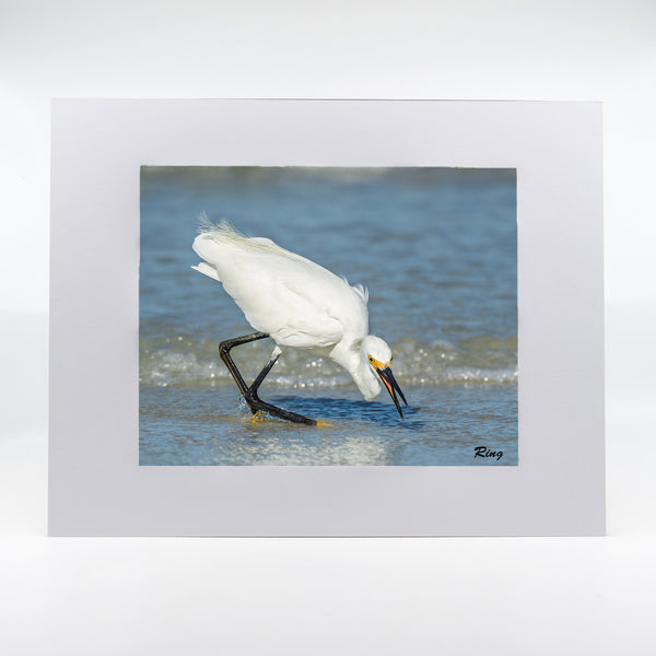 Snowy Egret 6 Gifts