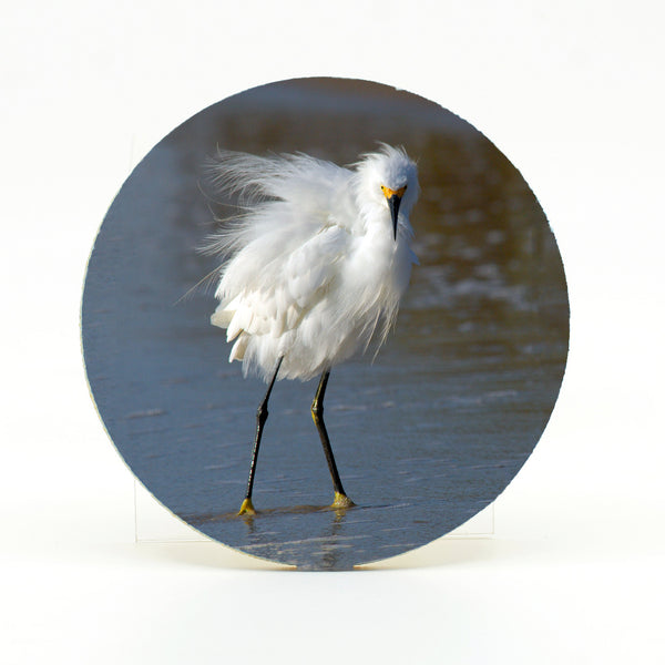 Snowy Egret Gifts