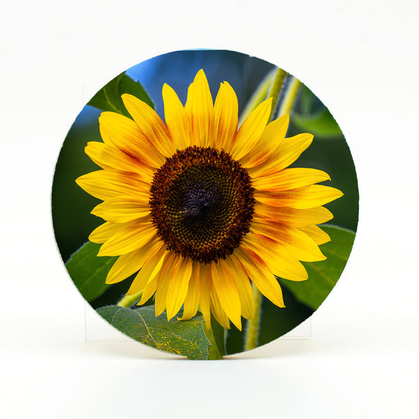 Sunflowers Gifts