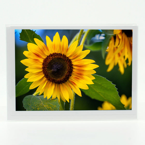 Sunflowers Gifts