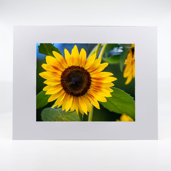 Sunflowers Gifts