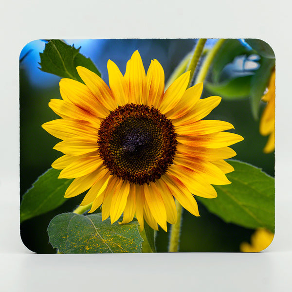 Sunflowers Gifts