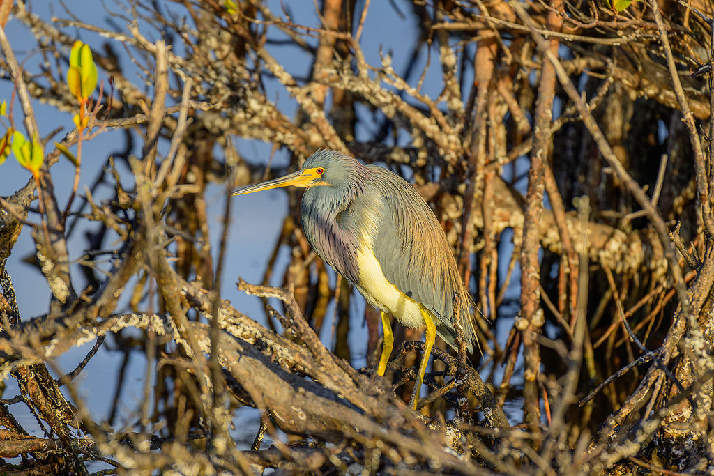 Tricolored Heron 2