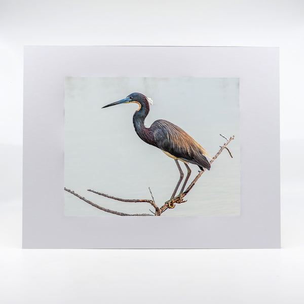 Tri-Colored Heron Gifts