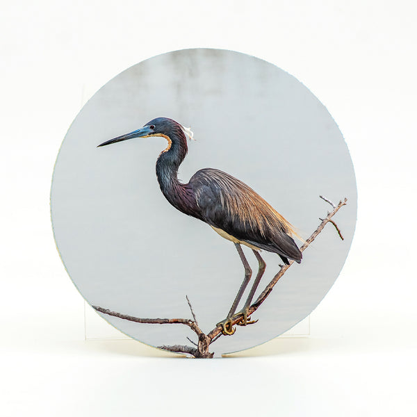 Tri-Colored Heron Gifts