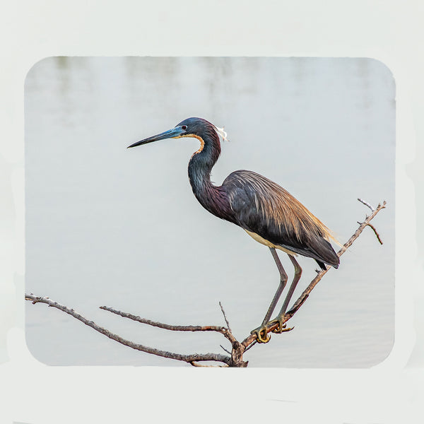 Tri-Colored Heron Gifts