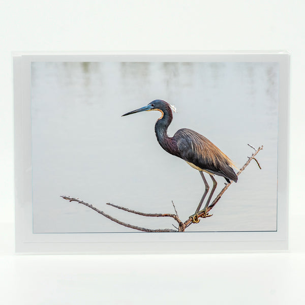 Tri-Colored Heron Gifts