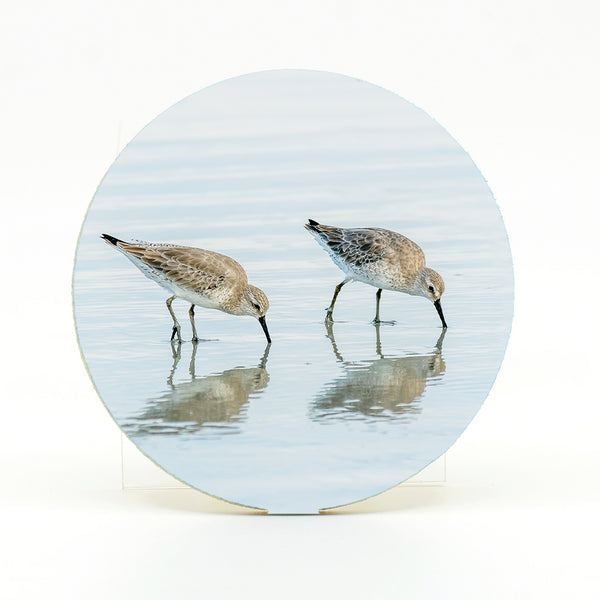 White Rump Sandpipers Gifts