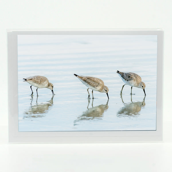 White Rump Sandpipers Gifts