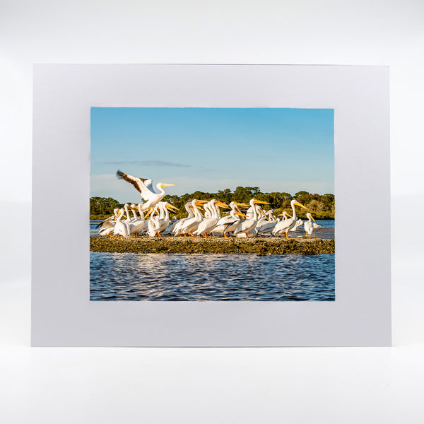 White Pelicans 1 Gifts