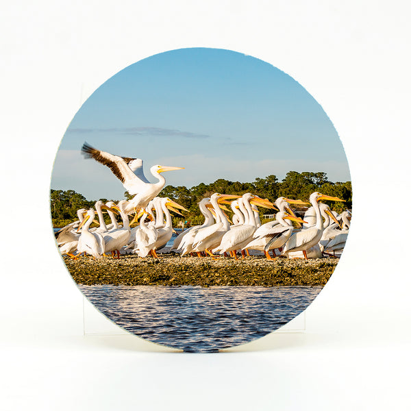 White Pelicans 1 Gifts