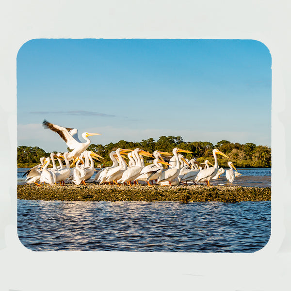 White Pelicans 1 Gifts