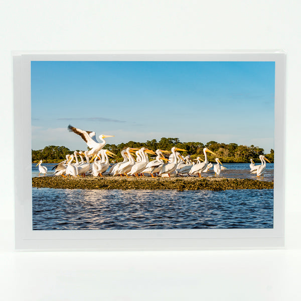 White Pelicans 1 Gifts