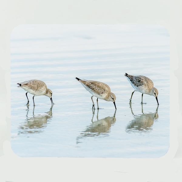 White Rump Sandpipers Gifts