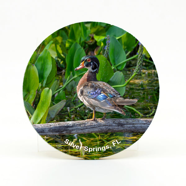 Wood Duck 1 Gifts