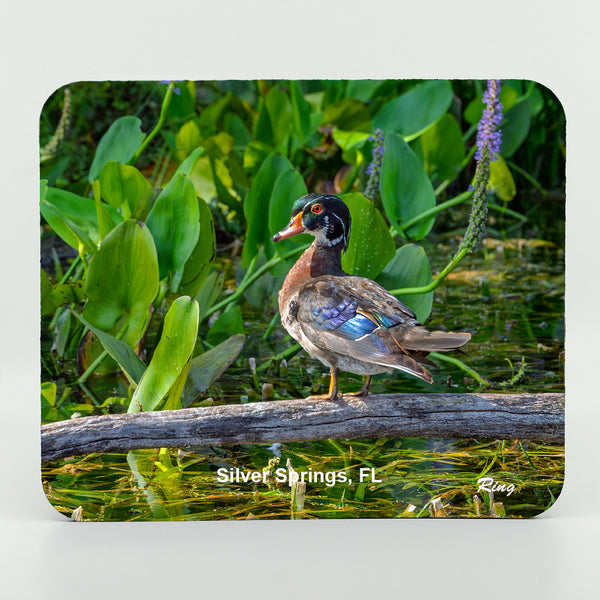 Wood Duck 1 Gifts