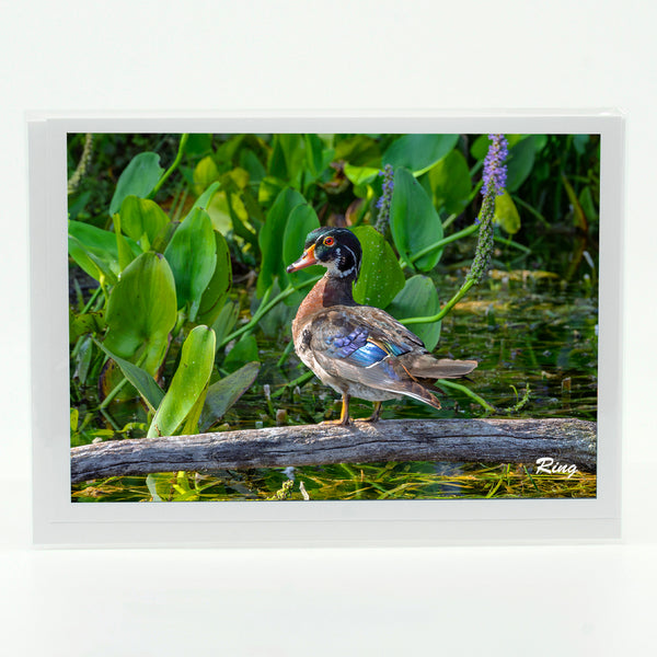 Wood Duck 1 Gifts
