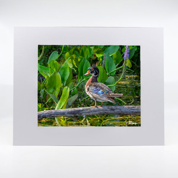 Wood Duck 1 Gifts
