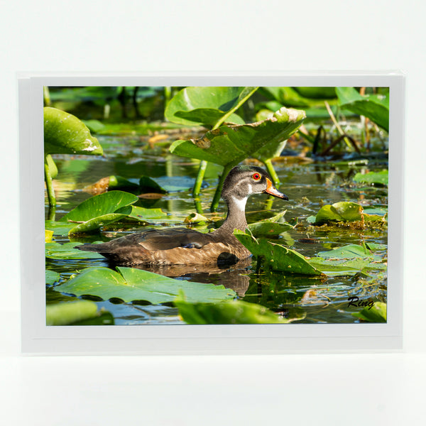 Wood Duck 4 Gifts