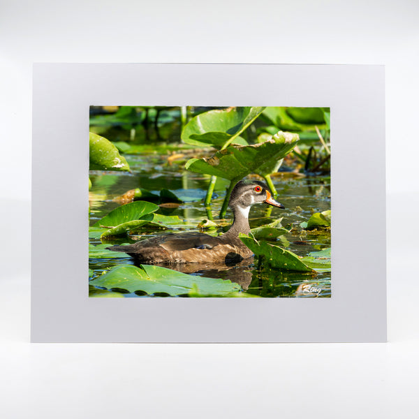 Wood Duck 4 Gifts