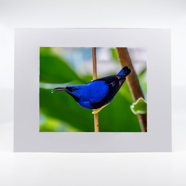 Yellow Legged Honey Creeper Bird Gifts