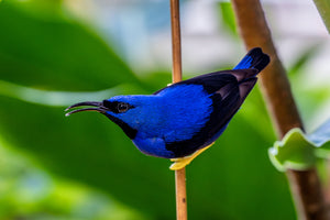 Yellow Legged Honey Creeper Bird