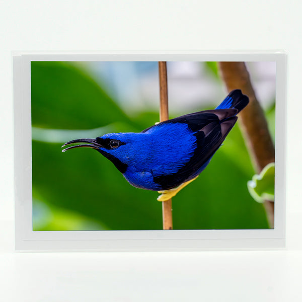 Yellow Legged Honey Creeper Bird Gifts