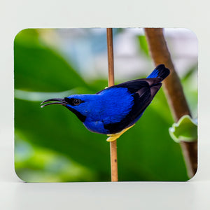 Yellow Legged Honey Creeper Bird Gifts