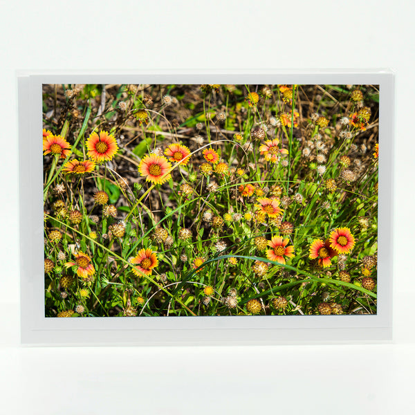 Indian Paint Brush Flowers Gifts