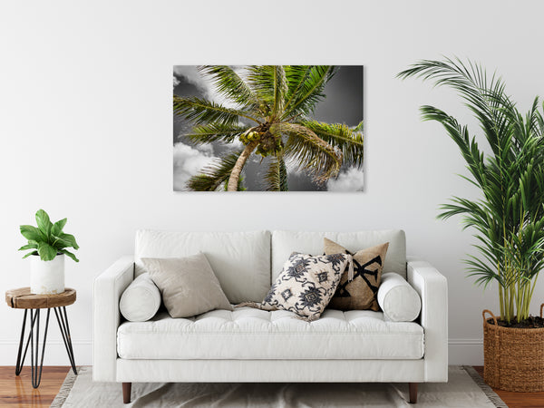 Coconut Palm 4