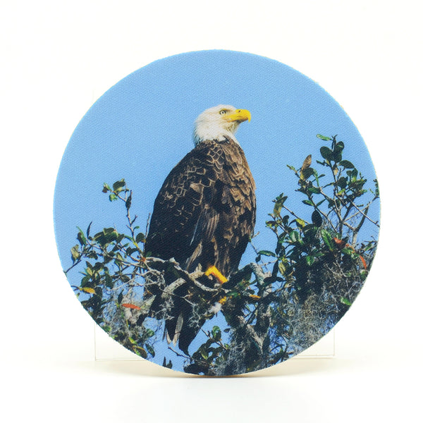 An American Bald Eagle in a live oak tree by Blue Spring's State Park. Photograph on a rubber home coaster