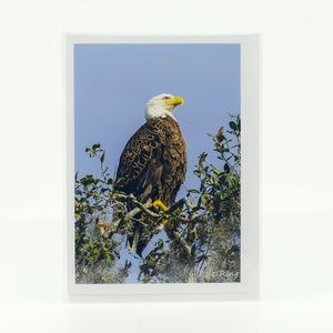 An American Bald Eagle in a live oak tree by Blue Spring's State Park. Photograph on a glossy notecard 5"x7"