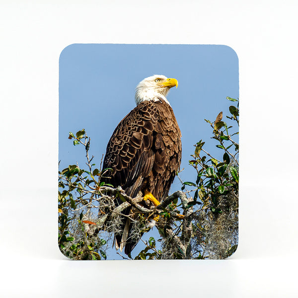 An American Bald Eagle in a live oak tree by Blue Spring's State Park. Photograph on a rubber mouse pad