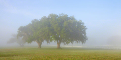 A photo of a pair of live oak trees on a foggy morning