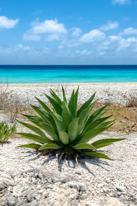 A photo of an Aloe plant by the sea in Bonaire.
