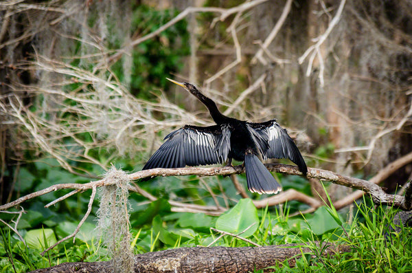 A photograph of an Anhinga drying it's wings
