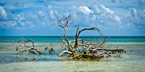 A photo of a large black mangrove driftwood in the water at Anne's Beach in Florida Keys